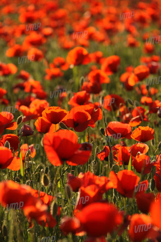Coquelicots de Provence