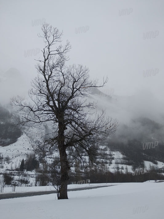 Isolé dans le froid