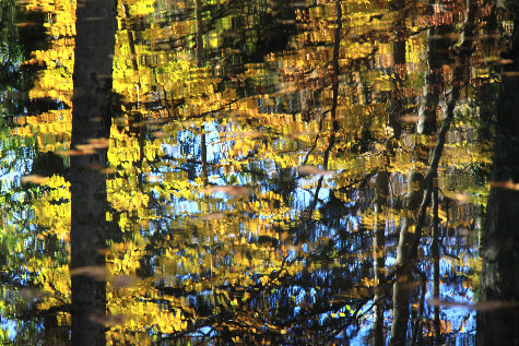 Reflets d'automne